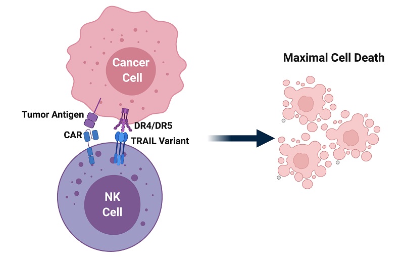 Advantages of using NK cells for immune health at Cell Quest
