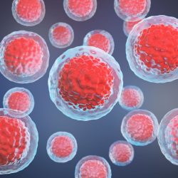 stem cell
